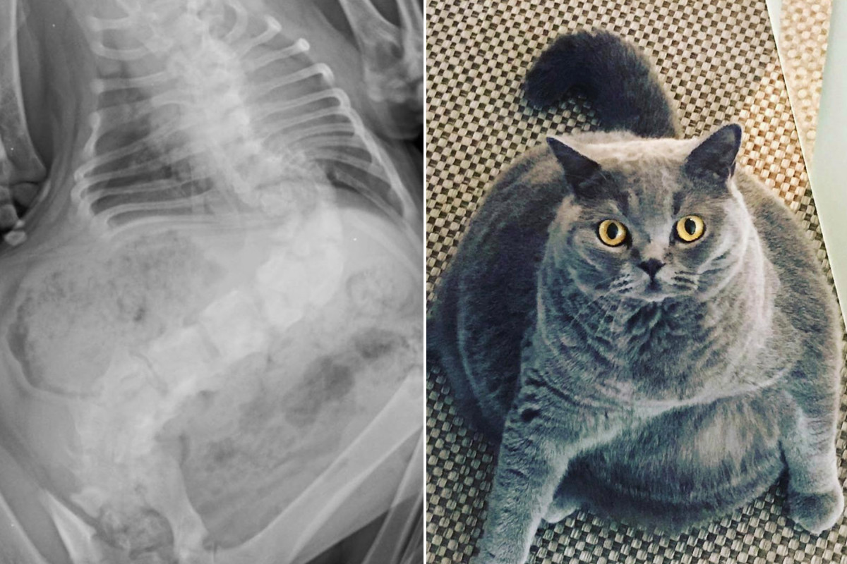 Chonky cat was about to be put down — until the vet rescued her