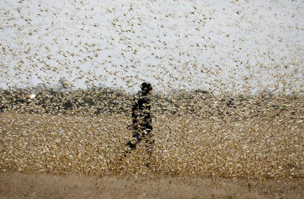After Gurugram, swarms of locust cloud over UP, districts on high alert