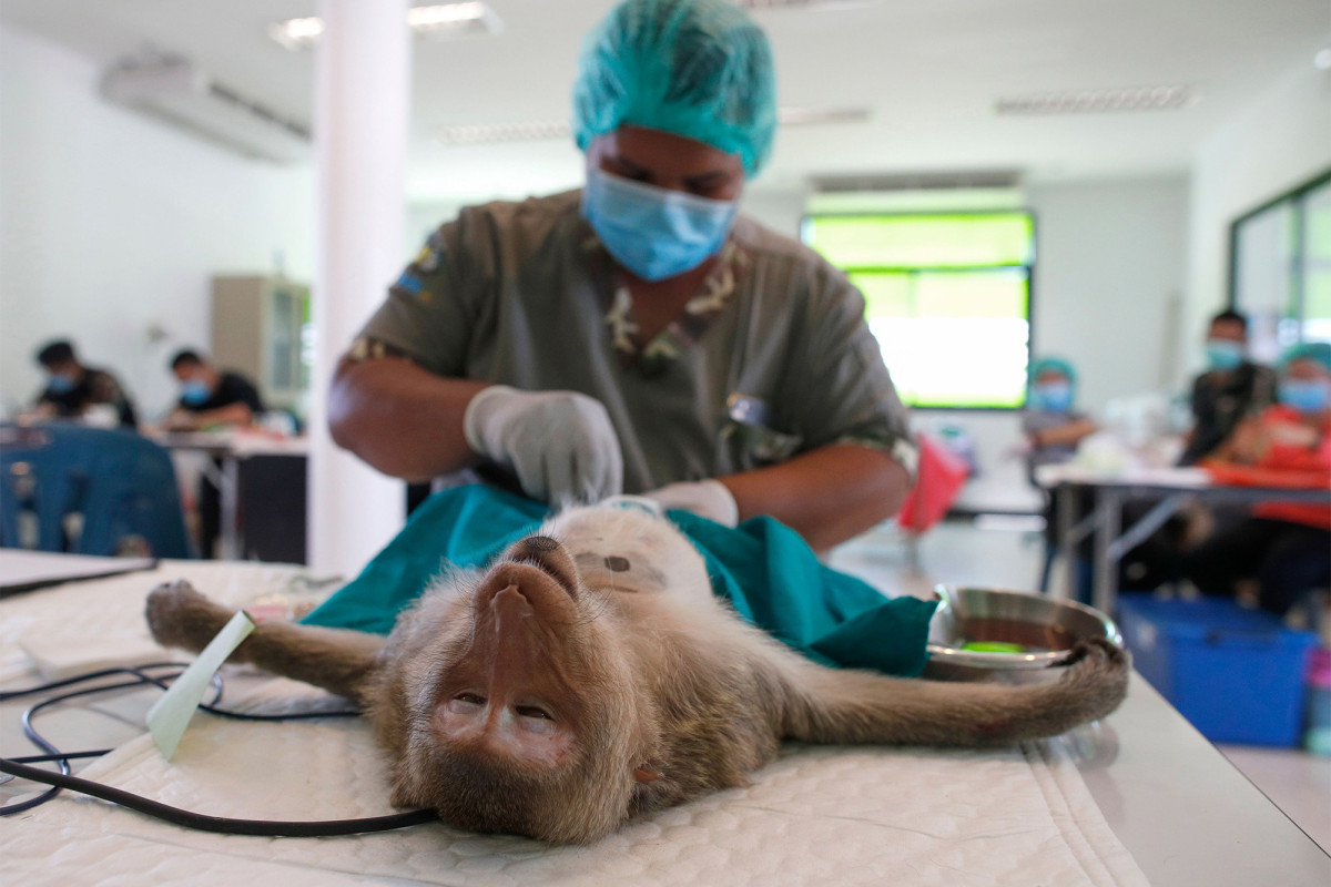 Thailand city mass sterilizes hungry monkeys disturbing locals
