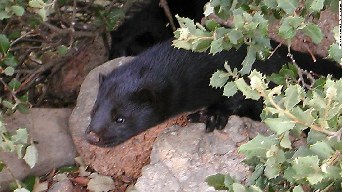 Spain orders cull of nearly 100,000 farmed mink after animals test positive for Covid-19