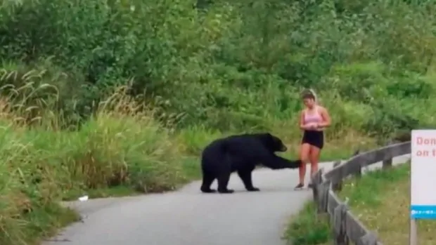 Black bear approaches, taps runner on popular Coquitlam trail