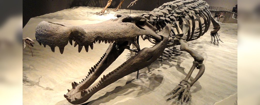 This 'Terror Crocodile' Had Teeth The Size of Bananas, Perfect For Eating Dinosaurs