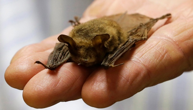 Two bats in Grey Bruce positive for rabies