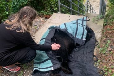 Euthanized black bear upsets residents in a North Shore neighbourhood of Metro Vancouver