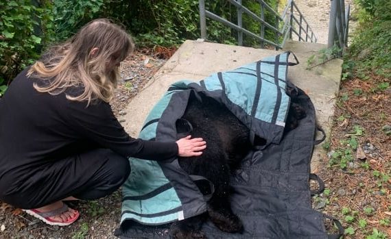 Euthanized black bear upsets residents in a North Shore neighbourhood of Metro Vancouver