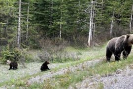 36-year old man in hospital after grizzly bear attack near Pemberton, B.C. - BC