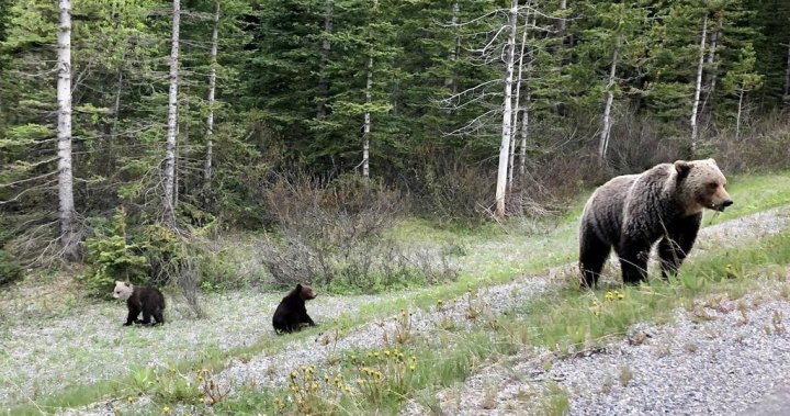 36-year old man in hospital after grizzly bear attack near Pemberton, B.C. - BC