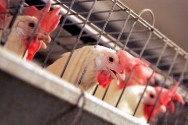 At least 24 COVID cases confirmed in Manitoba poultry plant