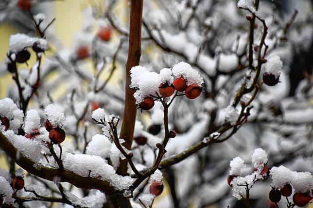 Snow-covered berries on a tree.