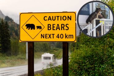Bear wants to cross the border from Canada, but is not allowed