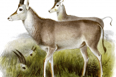 Blabok: Extinct antelope are also rare in museums