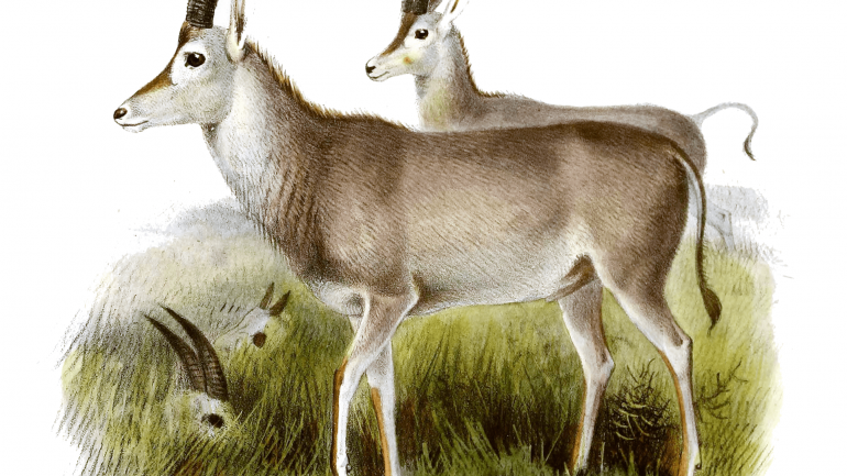 Blabok: Extinct antelope are also rare in museums