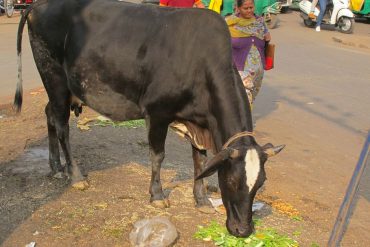India invites you to take the exam in cow science