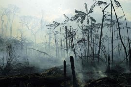 Rainforest: 43 million hectares of tropical rainforest destroyed - study by WWF