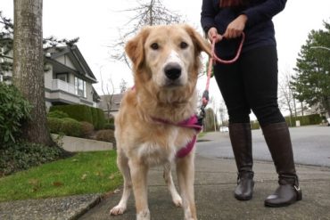 Surrey strata orders removal of dog deemed 'too tall' for bylaw