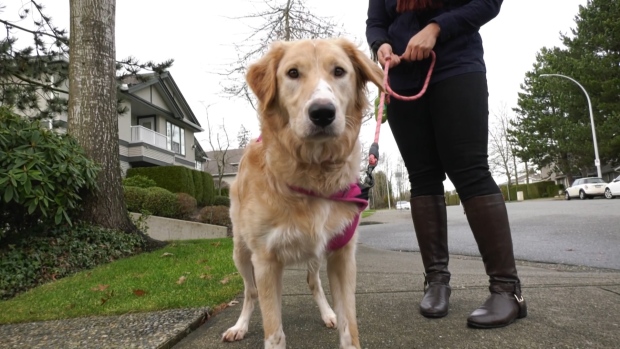 Surrey strata orders removal of dog deemed 'too tall' for bylaw