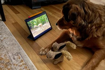 Dog sees the squirrel in the film: Millions of people laugh at his reaction