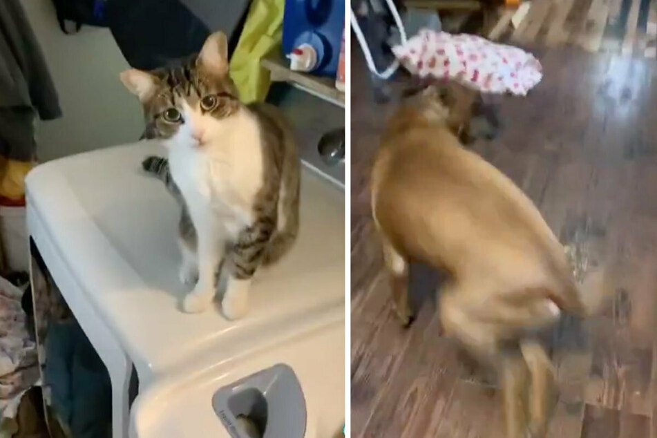 The cat is extremely irritated by its owner's behavior.  Mistress finally goes completely insane and yells towards her dog (right).