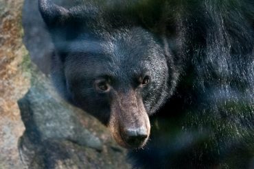 Bad luck in Canada: Bear killed woman and her father