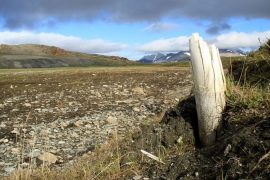 Huge remains from Siberia: Researchers found traces of DNA that are millions of years old