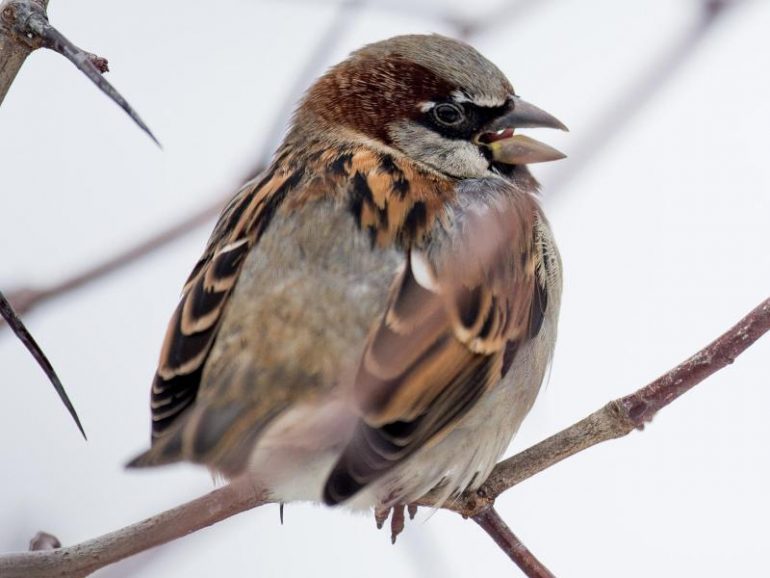 Most Common Winter Ornithology