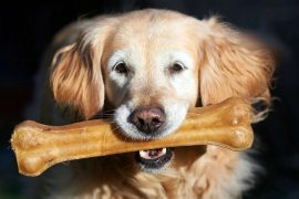 Video from Canada: Golden Retriever cries around happily with a new prosthesis - Panorama