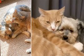 Precious cute: dog and cat behave like best friends