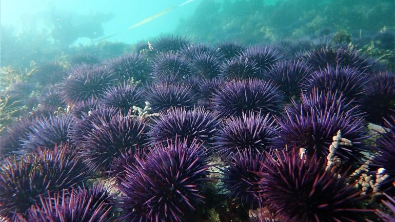 Sea urchins feed on a species-rich ecosystem