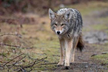 Wildlife Issues in Canada: Coyotes Attack Joggers and Cyclists - Society