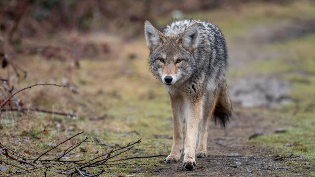 Wildlife Issues in Canada: Coyotes Attack Joggers and Cyclists - Society