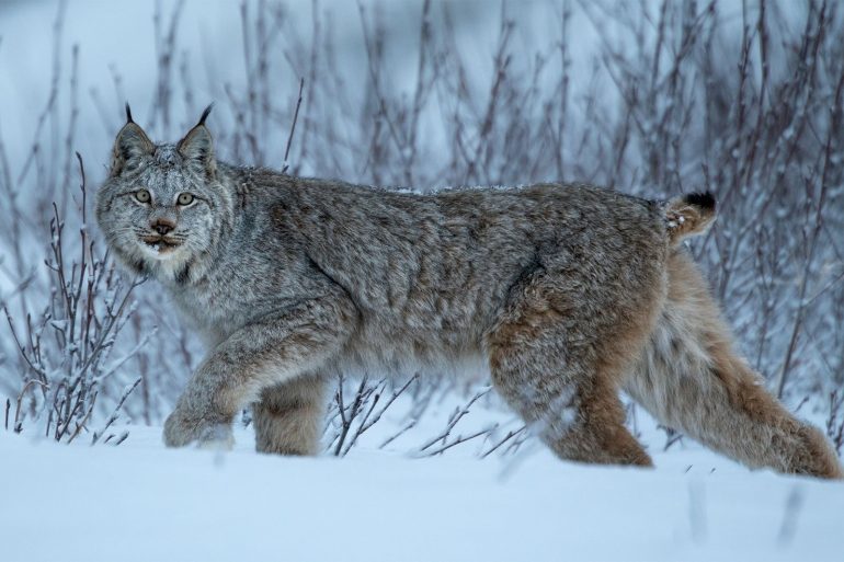 3,500 km on rivers and mountains: the lynx hike is a mystery