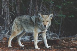 Canada - Vancouver strollers are no longer protected from aggressive coyotes