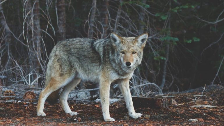 Canada - Vancouver strollers are no longer protected from aggressive coyotes