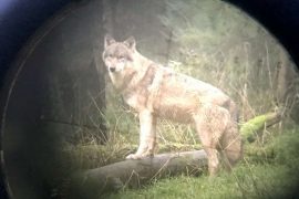 District of Uelzen: Wolf Shooting - Hunter kills animal in Ebstorf area