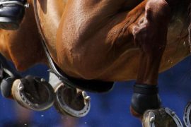Equestrian sport - Number of dead horses after herpes infection - Sports