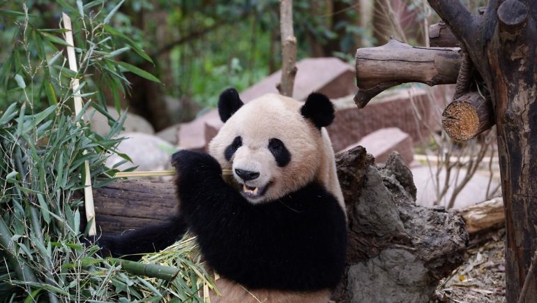 Seriously injured: Panda attacks keepers at zoo