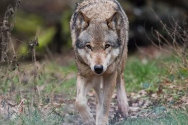 Seven stages of growth: Scientists warn: wolves kill people