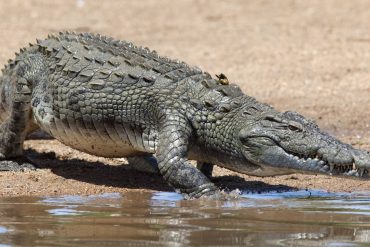 South Africa: Officials concerned after large crocodile outbreak