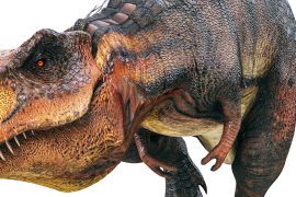 Teenage dinosaurs kept biodiversity low