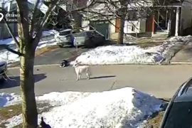 The dog stops the car to save the owner's life
