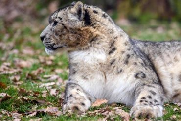 WWF counts about 1000 snow leopards in Mongolia