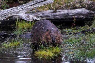 Beavers made cripple the Internet in Canada