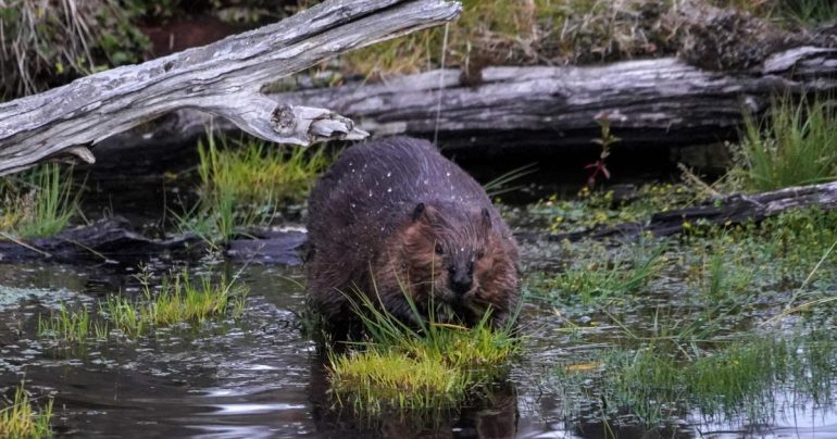 Beavers made cripple the Internet in Canada
