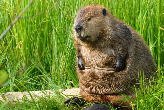Beavers paralyzed the Internet in Canada