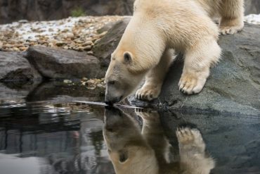 Climate change brings food shortages: polar bears are bad egg thieves