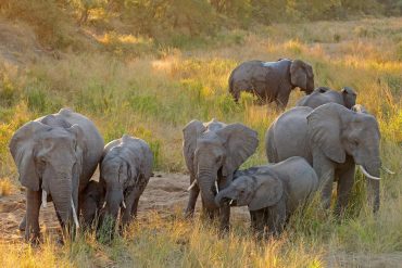 Elephants kill suspected poachers