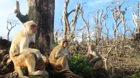 Rhesus monkeys made new friends after Hurricane Maria.