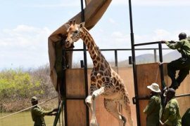 Science: Giraffe trick: with the ark to the mainland