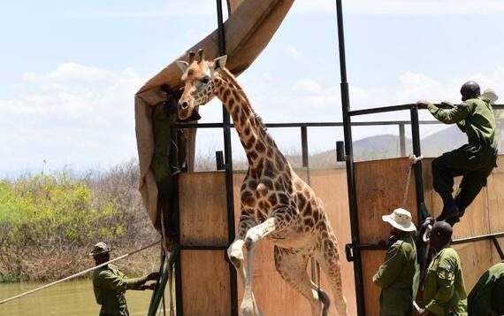 Science: Giraffe trick: with the ark to the mainland