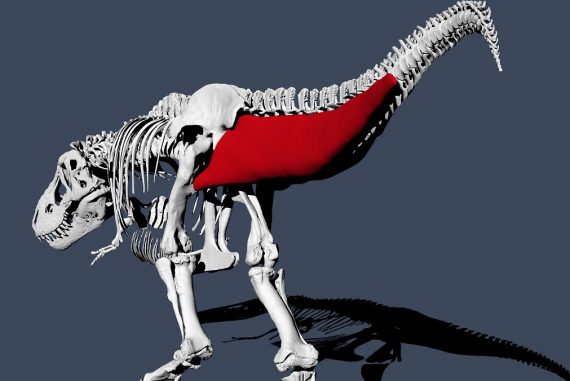 Swinging locomotion: t.  Rex used to run slower than humans